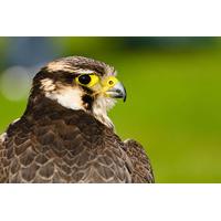 19 instead of up to 65 for a two hour falconry experience for one pers ...