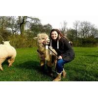 19 instead of 45 for an alpaca trek and sparkling afternoon tea for on ...
