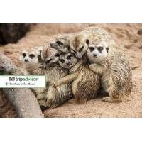 19 instead of 40 for a one hour meet the meerkats experience and farm  ...