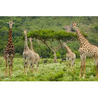 19 instead of 30 for a one year giraffe family adoption pack and cuddl ...