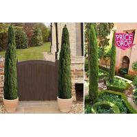 19 instead of 2999 from blooming direct for two extra large italian cy ...