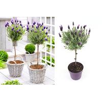 £19 instead of £37.99 (from Plant Store) for a pair of french lavender patio trees - save 50%