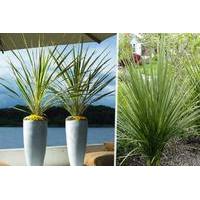 £19 instead of £68.99 (from PlantStore) for a pair of Torbay Palm Trees - save 72%
