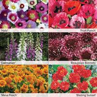 1st Year Flowering Perennial Collection - 6 Powerliner plug plants - 1 of each variety