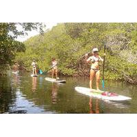 2 hour eco tour on kayaks or paddleboards