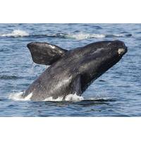 2 day whale coast and winelands guided tour from cape town