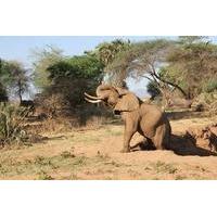 2-Day Amboseli National Park Tour from Nairobi