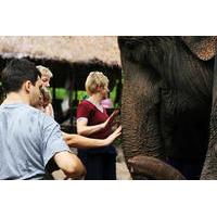 2 day elephant experience from chiang mai
