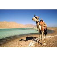 2-Hour Camel Safari to Wadi Bida or Blue Lagoon from Dahab