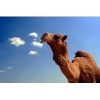 2 hour camel ride guided tour from agadir