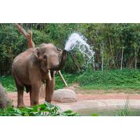 2-Night Chiang Mai Tour Including Elephant Nature Park