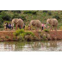 2 day south african wildlife safari guided tour from cape town