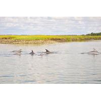 2 Hour Dolphin Boat Tour