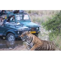 2-Night Private Ranthambore National Park and Wildlife Tour from Delhi
