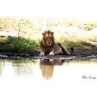 2 Nights Lion King Safari to Kru...
