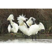 2-Hour Royal Spoonbill Tour by Kayak