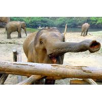2-Day Ethical Choice Tour to the Elephant Nature Park