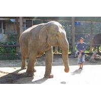 2 day thai elephant care center experience from chiang mai