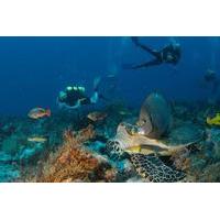 2-Tank Morning or Afternoon Dives in Playa del Carmen