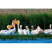 2-Day Private Danube Delta Discovery from Bucharest with 2 Boat Rides and 4 Traditional Meals
