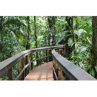 2 day cinco ceibas rainforest tour from san jose