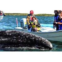 2-Day Tour: Intimate Gray Whale Watching Experience in Magdalena Bay