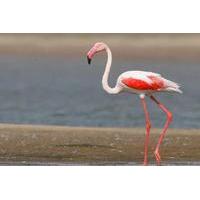 2-Day Independent Tour of Bharatpur Bird Sanctuary and Deeg Palace from Delhi by Private Car