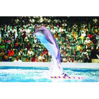 2-Day Afternoon Desert Safari, Dubai Dolphinarium and Half-Day City Tour From Dubai