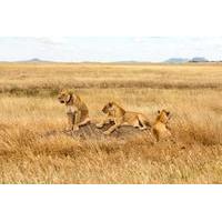 2 Days Safari From Arusha Town, Tanzania