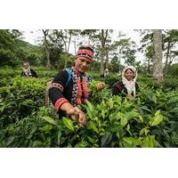 2-Hour Araksa Tea Plantation Tour