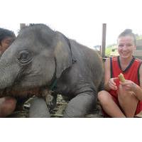 2 day at elephant retirement park with homestay and meals in chiang ma ...