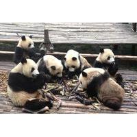 2 day chengdu private tour combo package of giant pandas and xian terr ...