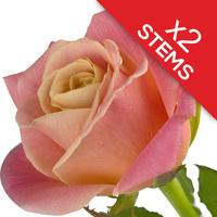 2 Peach Roses