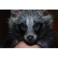 2 for 1 Raccoon Dog and Meerkat Experience Special Offer