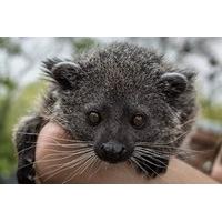 2 for 1 Binturong Experience for Two at Hoo Farm Animal Kingdom