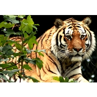 2 for 1 Shadow a Big Cat Keeper Day at Dartmoor Zoo