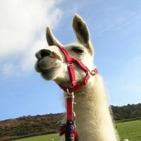2 Hour Walk-A-Llama Experience with Afternoon Cream Tea  from £80 | South West