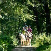 2 hour western style trail ride the new forest