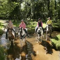 2 hour Western Style Trail Ride & BBQ | The New Forest