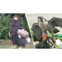 2-Hour Birds of Prey Experience For One or Two - Dorset