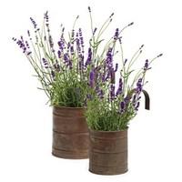 2 Pre-Planted Gardiner Hanging Planters with Lavender Plants