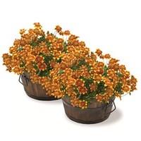 2 Burntwood Low Barrel Planters with 6 Bidens Beedance Plants + Free 10L Compost