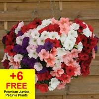 2 Petunia Magica Baskets + 6 FREE Premium Jumbo Petunia Plants
