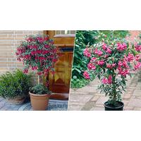 2 x patio fuchsia trees