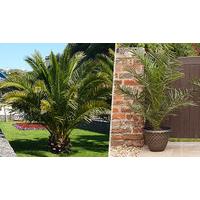 2 x Extra Large Canary Palm Trees with Gold Pots!