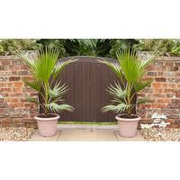 2 Hardy Washingtonia Robusta Cotton Palms & 2 Gold Planters