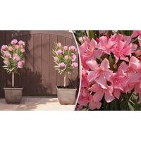 2 Pink Patio Oleander Potted Plants