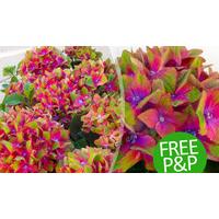 2 x Glam Rock Hydrangea - FREE POSTAGE