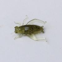 20Pcs 0.8g 2cm Soft Fishing Lures Lightweight Cricket Insect Shape Simulation Baits