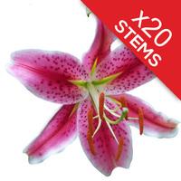 20 Classic Pink Lilies